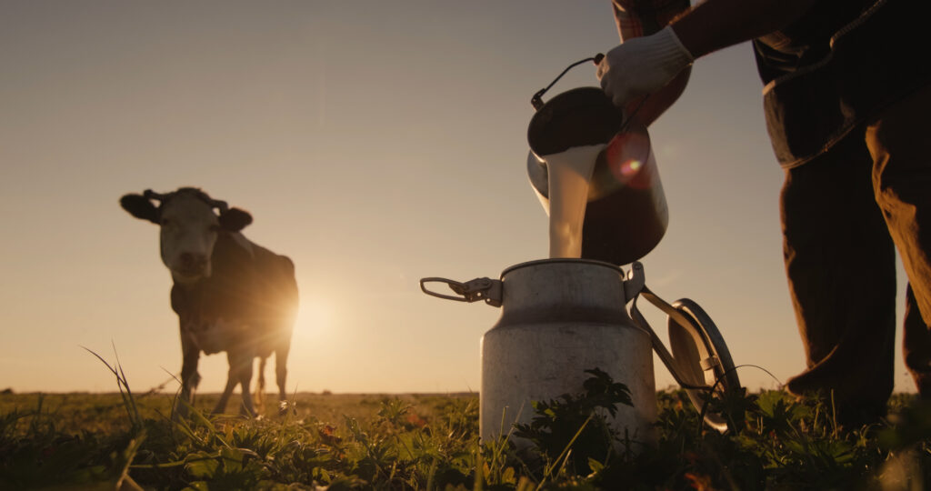 Farmer pours milk into can at sunset, in the background of a meadow with a cow.