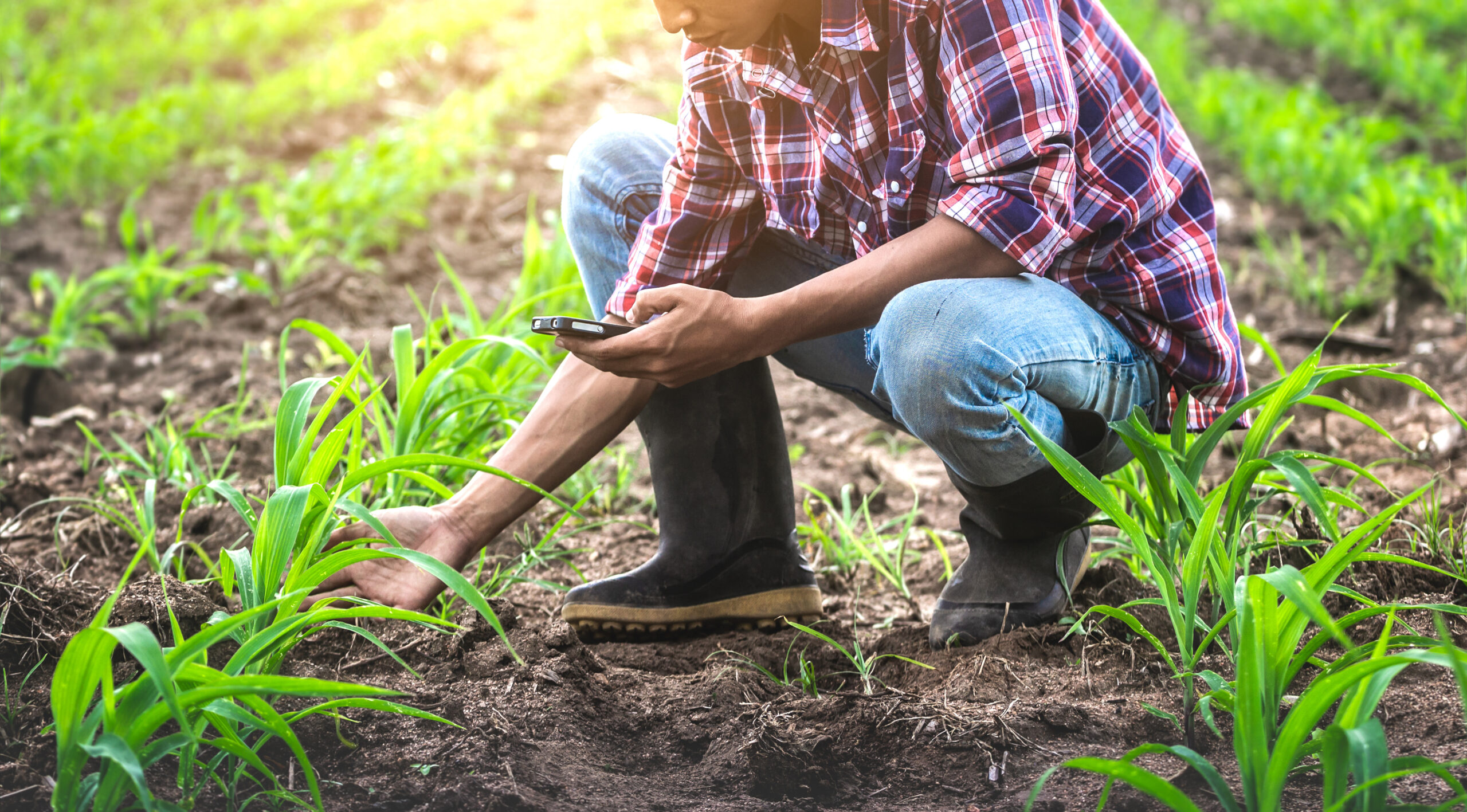 Farmer squatting in a field of crops, taking a photo with their cellphone.