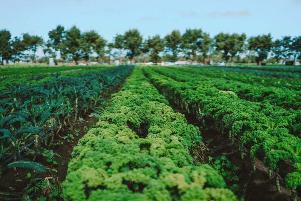 Rows of vibrant green kale and dark leafy vegetables growing in a well-maintained farm field, with trees and a clear blue sky in the background.