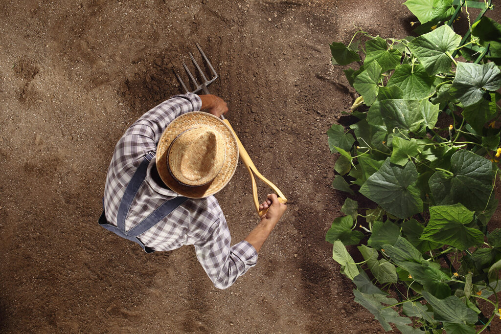 man farmer working with pitchfork in vegetable garden, dig the soil near a cucumber plant, top view and copy space template