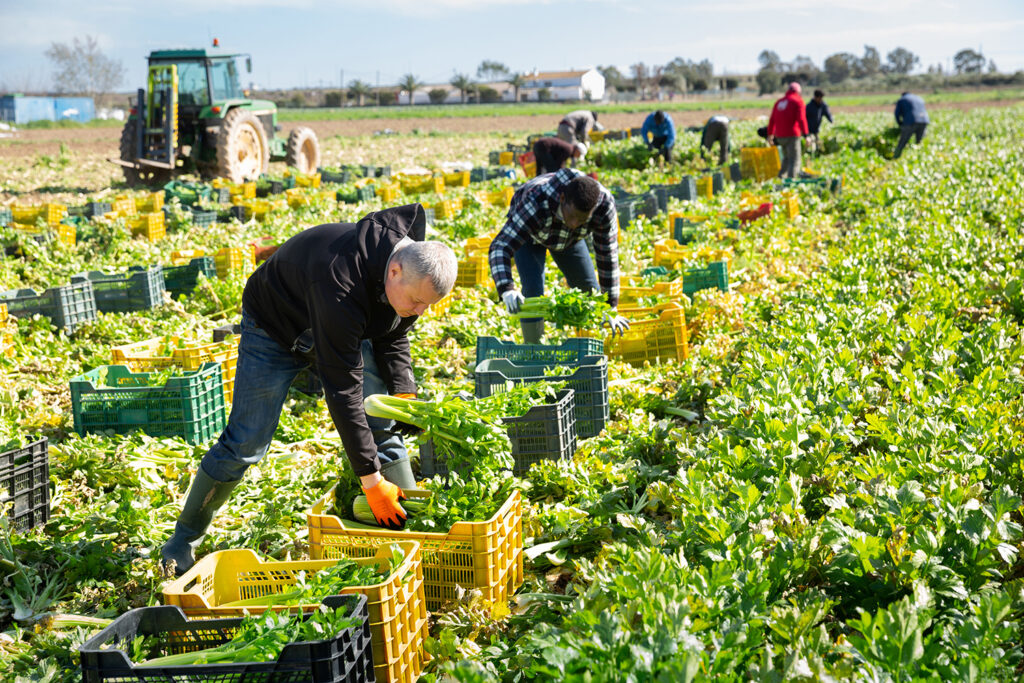 Portrait of group of men gardeners picking harvest of fresh celery to crates in garden