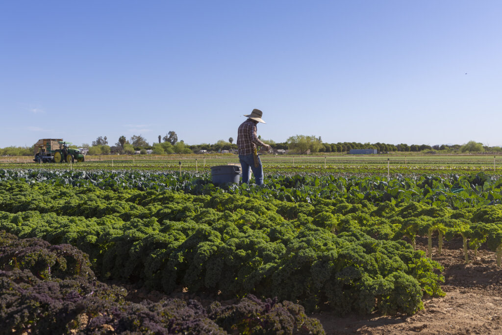 Man in field at Blue Sky Organic Farms in Arizona