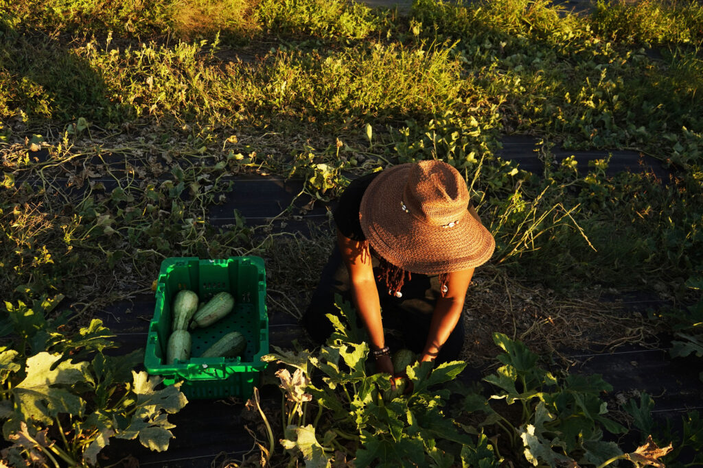 free marketing help for organic farmers
