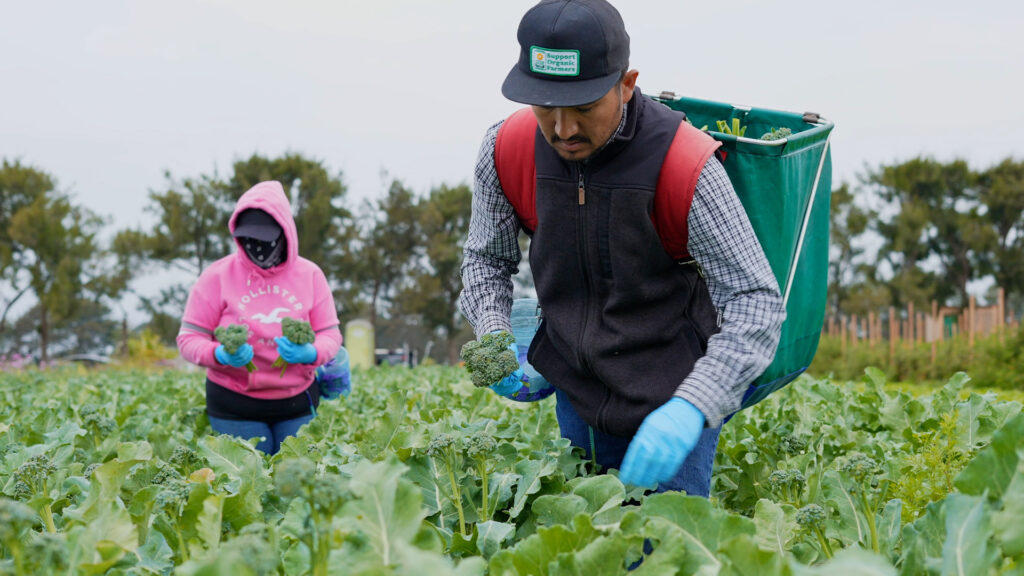 Organic farmers harvesting broccoli in the field, representing the farmers featured in the CCOF Member Directory