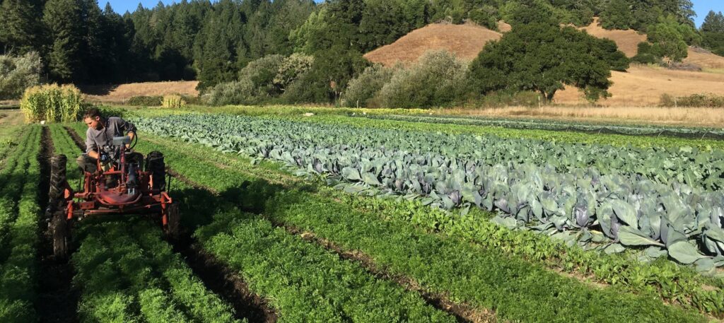 Organic farmer working in a lush green field at West County Community Farm under a clear blue sky.