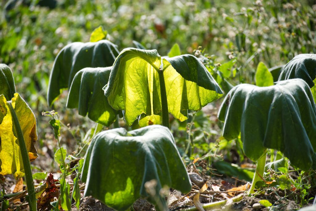 Close-up of zucchini plant leaves affected by water scarcity and drought conditions in a dry, arid environment illustrating the impact of climate change on agriculture.