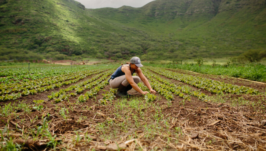 Wahliya Kessell-Fay, 2022 Future Organic Farmer grantee, working in a field of young crops surrounded by green mountains in Hawaii.