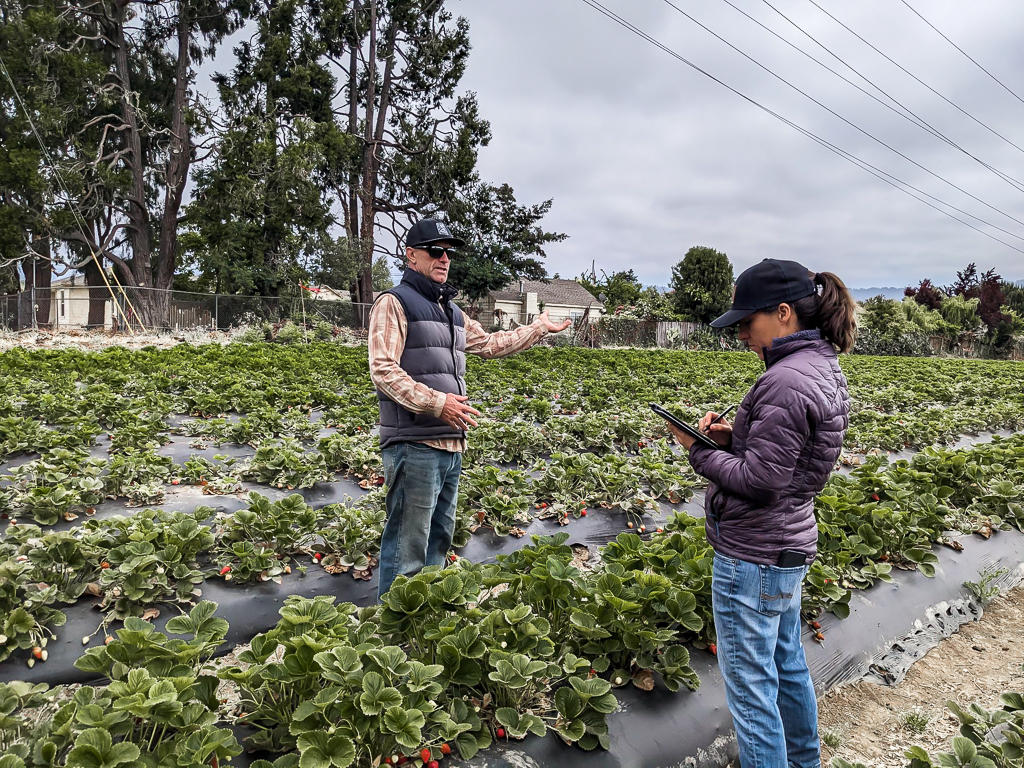 A reporter interviews an organic farmer in a strawberry field.