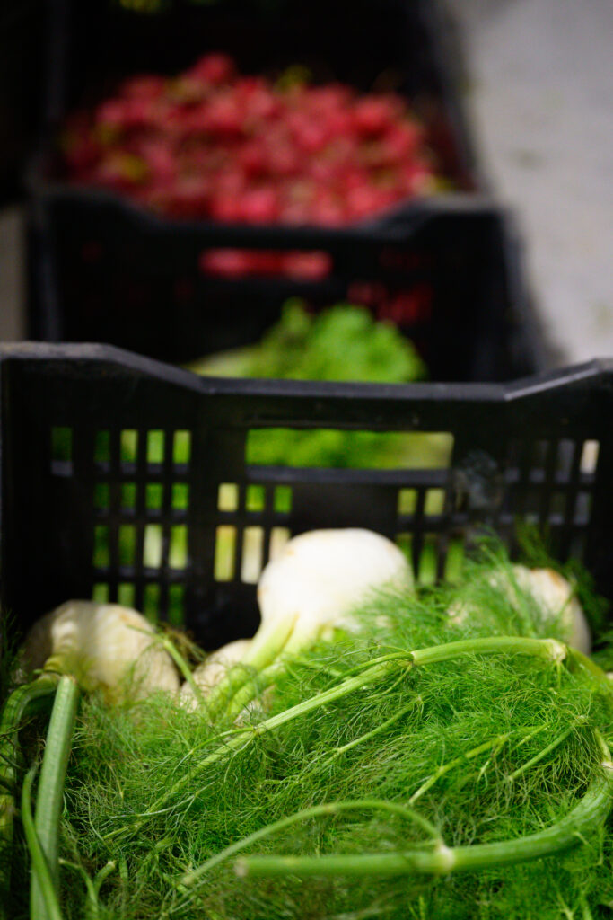 Freshly harvested organic fennel in crates during post-harvest handling and preparation for distribution.