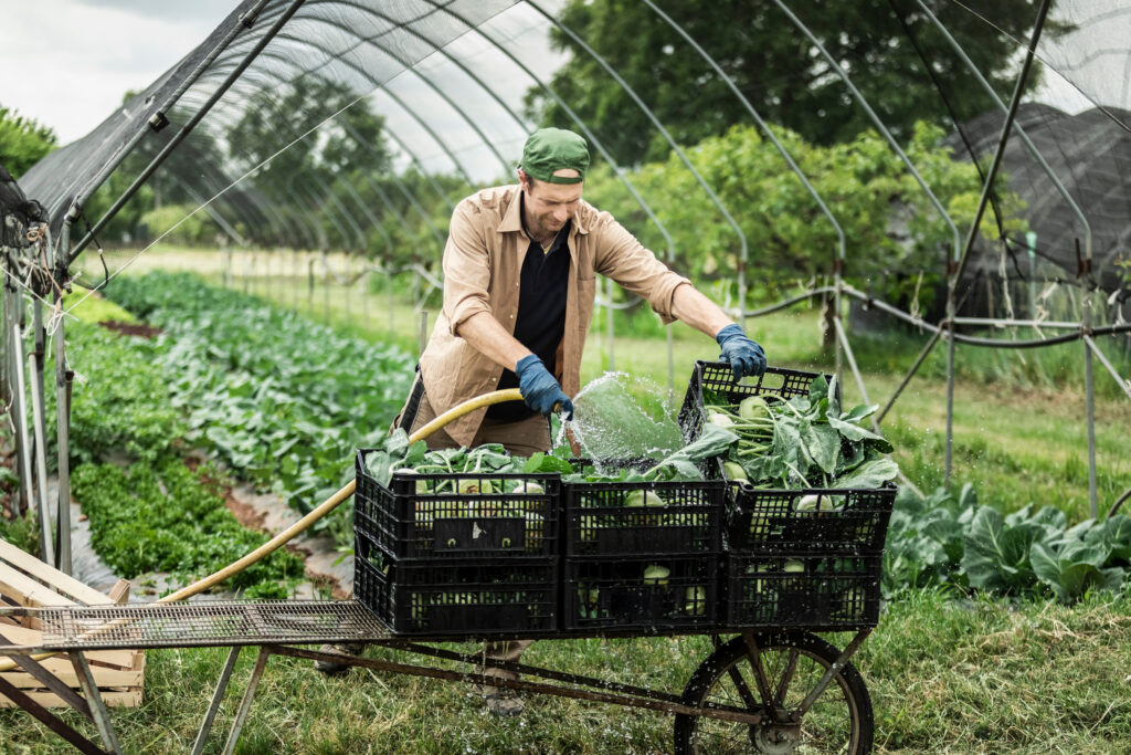 Organic farmer washing kohlrabi during post-harvest handling and food safety practices.