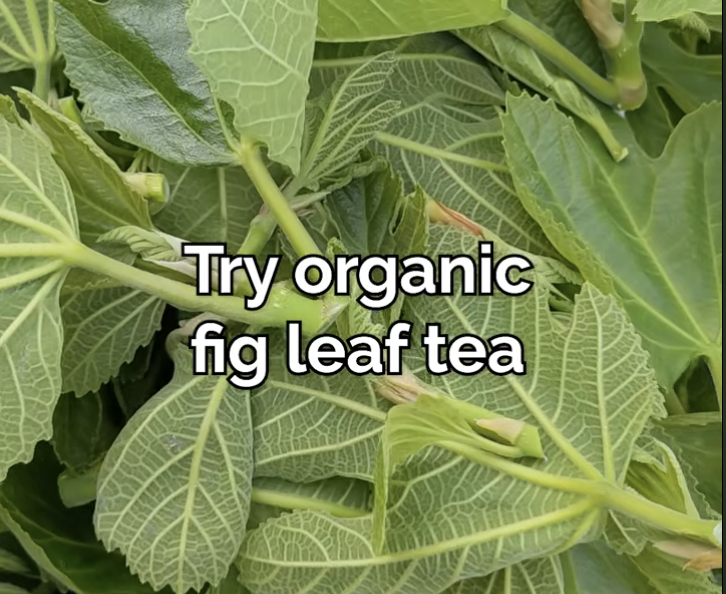 organic fig leaf tea